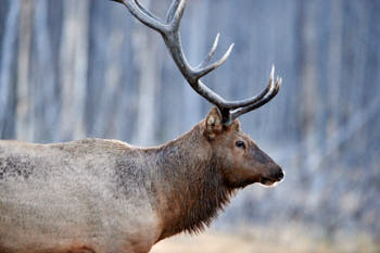 Wildlife Yellowstone<br>NIKON D4, 500 mm, 7200 ISO,  1/500 sec,  f : 4.5 